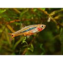 rasbora urophtalmoides 1-1.5cm