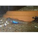 rhinogobius blue 3.5-4cm