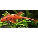 rineloricaria lanceolata red l10a 6cm
