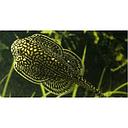 sewellia lineolata 3cm