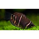 sphaerichtys ospromenoides - chocolate gourami 3cm