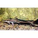 sturisoma barbatum 7-9cm (body)