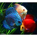 symphysodon aequifasciatus - discus mixed colours 6-6.5cm (body)