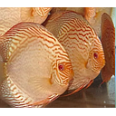 symphysodon aequifasciatus - discus texel albino golden tiger 8/10cm