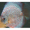 symphysodon aequifasciatus - discus texel briljant turquoise 8/10cm