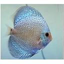 symphysodon aequifasciatus - discus texel eruption blue 8-10cm