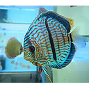 symphysodon aequifasciatus - discus texel hecker cross royal 8/10cm