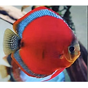 symphysodon aequifasciatus - discus texel red cover blue rim 8/10cm