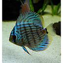 symphysodon - discus blue turquoise 6cm (body)