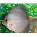 symphysodon - discus ghost 6cm (body)