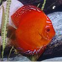 symphysodon - discus malboro red 6cm (body)