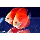 symphysodon - discus melon red 8/10cm (body)