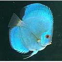 symphysodon - discus powder blue 6-7cm (body)
