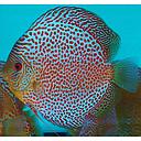 symphysodon - discus snakeskin 8/10cm (body)