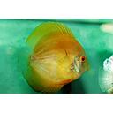 symphysodon - discus yellow 8/10cm (body)