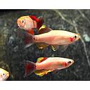 tanichtys albonubes gold 2.5cm