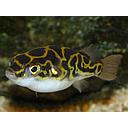 tetraodon biocellatus 6cm