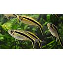 thayera boelkei 2.5-3cm