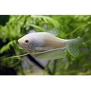 trichogaster platinum 4.5-5cm