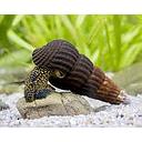 tylomelania sp - golden spotted rabbit snail 3-6cm