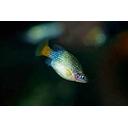 xenotoca eiseni 2.5-3cm