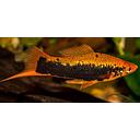 xyphophorus helleri gold tuxedo 4.5-5.5cm