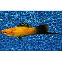 xyphophorus helleri gold wagtail 4-4.5cm