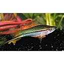 xyphophorus helleri green 4-4.5cm