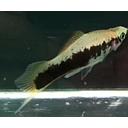 xyphophorus helleri green tuxedo 4.5-5.5cm