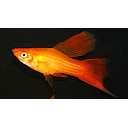 xyphophorus helleri hifin mix colour 4.5-5.5cm --