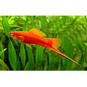 xyphophorus helleri red 4cm