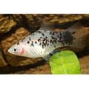 xyphophorus maculatus - platy black & white 2.5-3cm