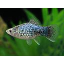 xyphophorus maculatus - platy blue calico 2.5-3cm