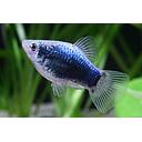 xyphophorus maculatus - platy blue tuxedo 2.5-2.7cm