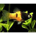 xyphophorus maculatus - platy bumble bee 2.5-3cm