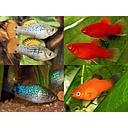 xyphophorus maculatus - platy colour mix 2.5-3cm