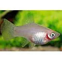 xyphophorus maculatus - platy ghost 3cm