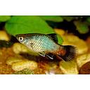 xyphophorus maculatus - platy green 2.5-3cm