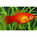 xyphophorus maculatus - platy marigold 3cm