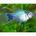 xyphophorus maculatus - platy mickey mouse blue 2.5-3cm