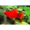 xyphophorus maculatus - platy mickey mouse red 2.5-3cm