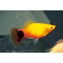 xyphophorus maculatus - platy mickey mouse sunset 3cm