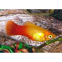 xyphophorus maculatus - platy orange sunset 3cm