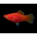 xyphophorus maculatus - platy red 2.5-3cm
