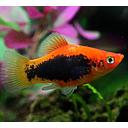 xyphophorus maculatus - platy red tuxedo 3cm