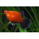 xyphophorus maculatus - platy red wagtail 3cm