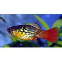 xyphophorus maculatus - platy variata calico 2.5-3cm