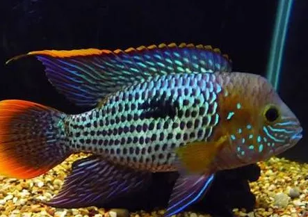 aequidens rivulatus male - green terror man 15-18cm