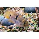 aequidens superomaculatum 4-5cm