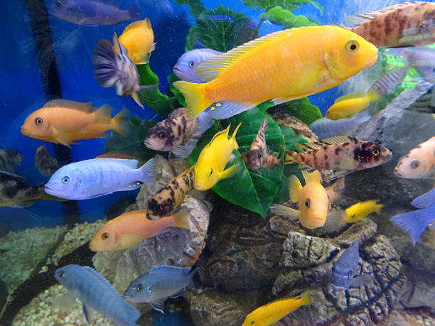 african cichlid mix 6-8cm